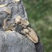 Litavkaspis rejkovicensis